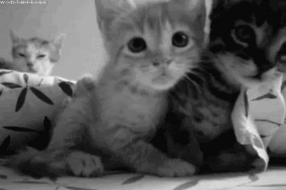 kittens-gif.gif