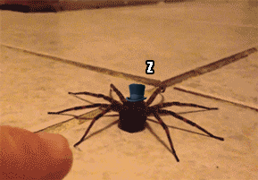 hornoxe.com_gifdump105_15.gif