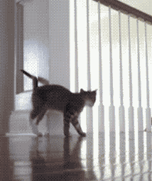 tumblr_nvnl1d1z751s02vreo1_250.gif