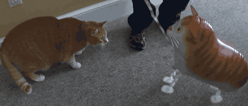 UcwwKPsbrouqI.gif