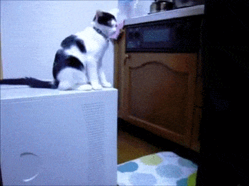 tumblr_nikwkfLHVO1sllg9yo8_400.gif