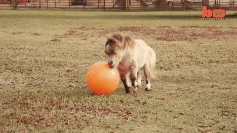 giphy.gif