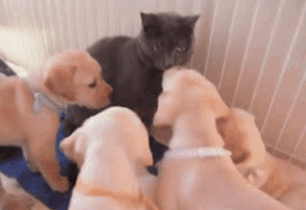 tumblr_ntg6pyzclq1s02vreo3_400.gif