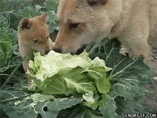giphy.gif