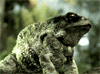 L6RM5.gif