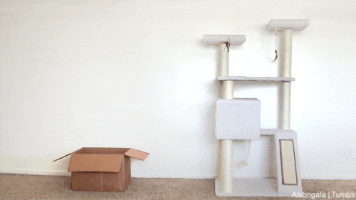 tumblr_o0z0n5Zq311qbxi45o1_500.gif