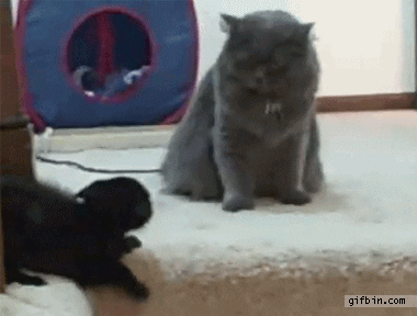 giphy.gif