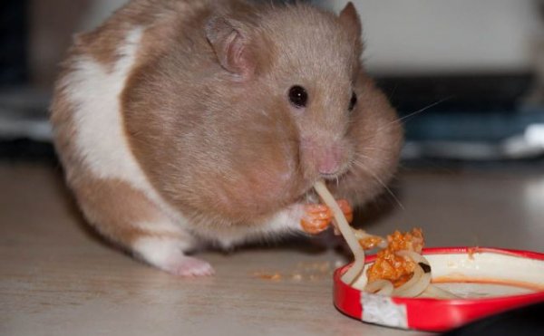 tdb6cae_34d3a8_hamster.jpg