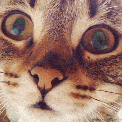 tumblr_mvdb6smUix1qbxi45o1_400.gif