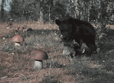 tumblr_n1dgkgEva31s5rsdao1_400.gif