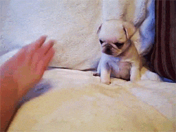tumblr_lxcdhdYnAn1qdrnl5o1_250.gif