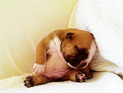 sleeeeep.gif