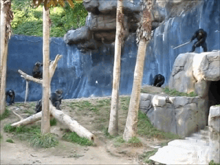 giphy.gif