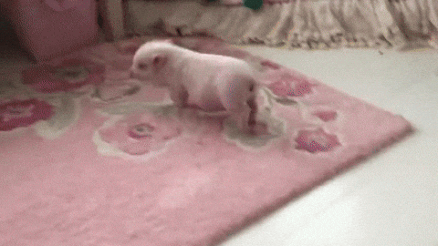giphy.gif