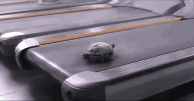 tumblr_ogii3iLSs91s02vreo1_400.gif