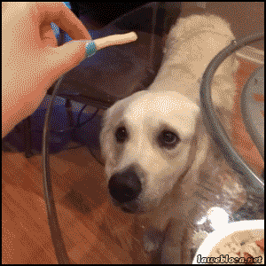 hornoxe.com_gifdump155_12.gif