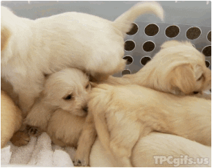 giphy.gif