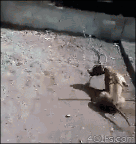 giphy.gif