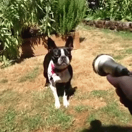 101.gif