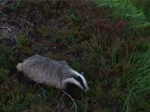 post-20024-Nope-badger-gif-43tG_zps8d37352a.gif