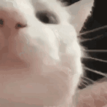 tenor.gif