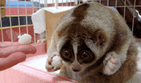 200w.gif