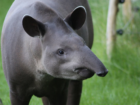 614953371-tapir-miguel-2u09.jpg