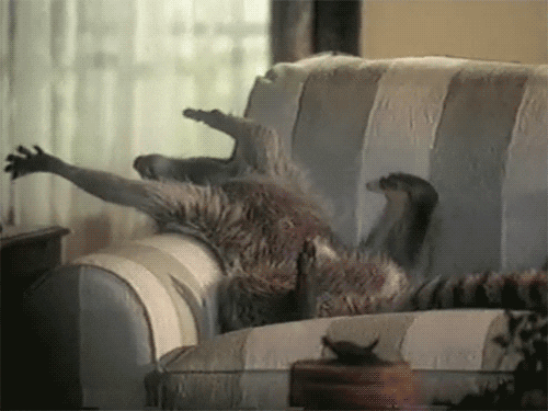 giphy.gif