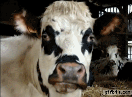 tumblr_mr4wcst7pp1sepuado1_400.gif