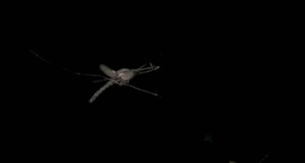 FnjUhAF.gif