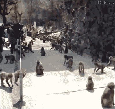 tumblr_oiwjmrK6vq1sfrywco1_400.gif