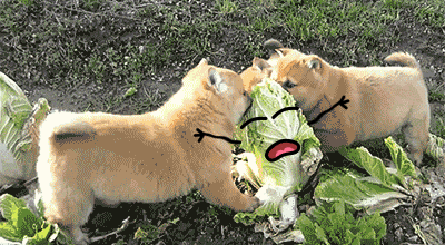 tumblr_nvza7e1XSV1uv963fo1_400.gif