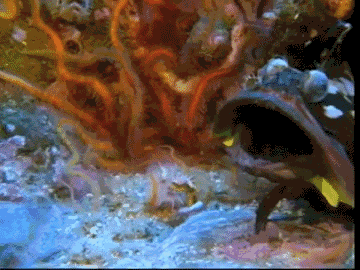 hornoxe.com_gifdump101_21.gif