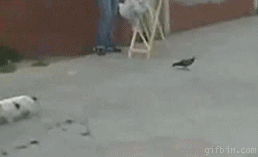 VGi9R.gif