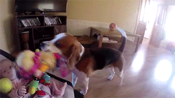 tumblr_n947nr69MZ1rc7zl1o5_400.gif