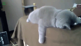 giphy.gif