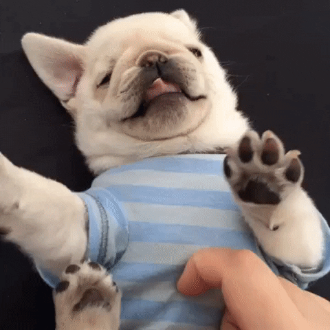 giphy.gif