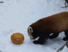 0EdHDUf.gif