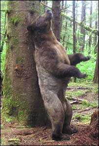 _44097893_bear_203300.jpg
