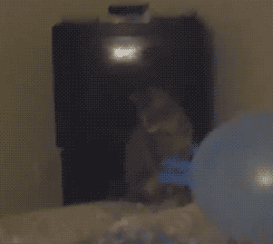 tumblr_lxlyeo959Q1qzfebyo1_400.gif