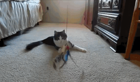 8SftN.gif