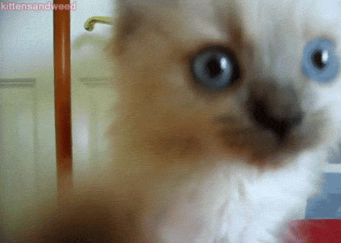giphy.gif