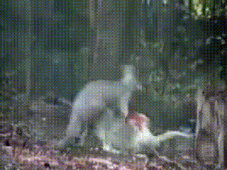 4o1MHYD.gif