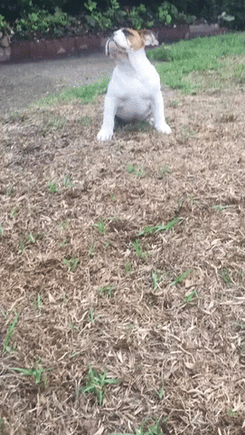 giphy.gif