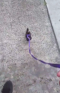 tumblr_nq422fasZi1r3gb3zo1_250.gif