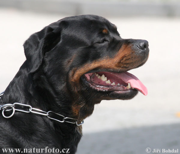 rottweiler-22089.jpg