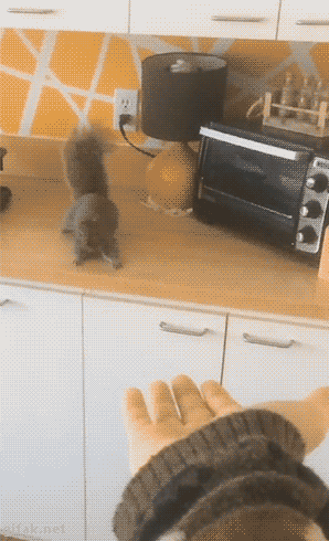 tumblr_o5w0boiRpr1ukldkho1_400.gif