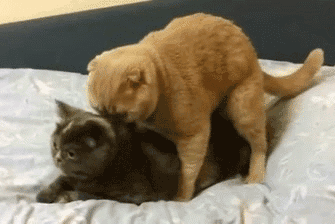 eLHkPtp.gif