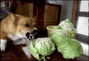 200.gif