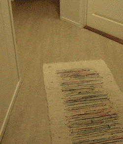 hornoxe.com_gifdump130_21.gif